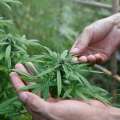 Georgia medical cannabis users can soon get locally grown